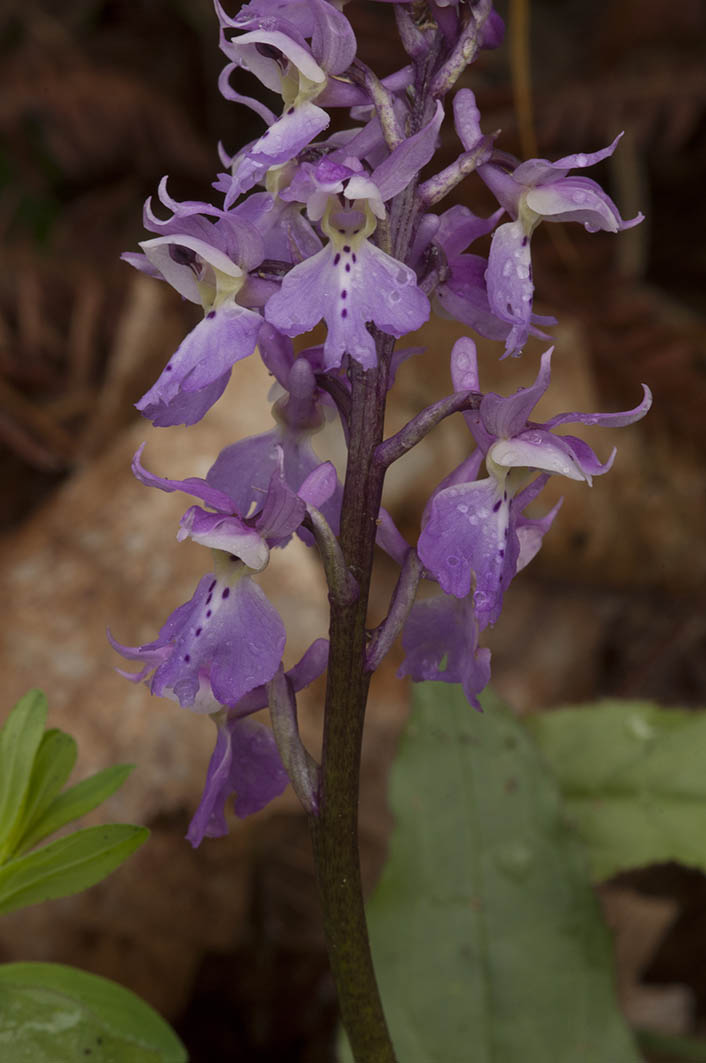 Colline Lucchesi - Orchis mascula subsp. speciosa